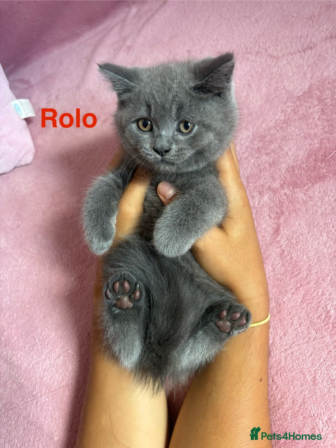 British Shorthair cats for sale: BSH Blue, White rare, Cream, Grey adorable kittens - Image 5