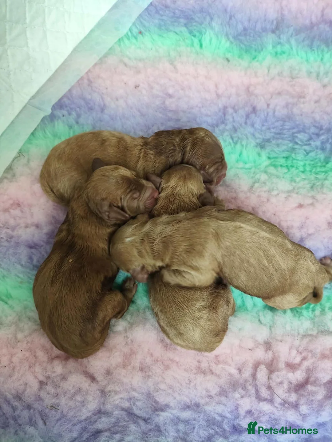Cockapoo dogs for stud: Proven red cockapoo for stud  - Advert 2