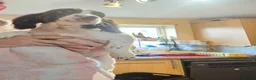 Sprocker dogs for sale: 7 stunning sprocker pups LAST BOY - Advert 1