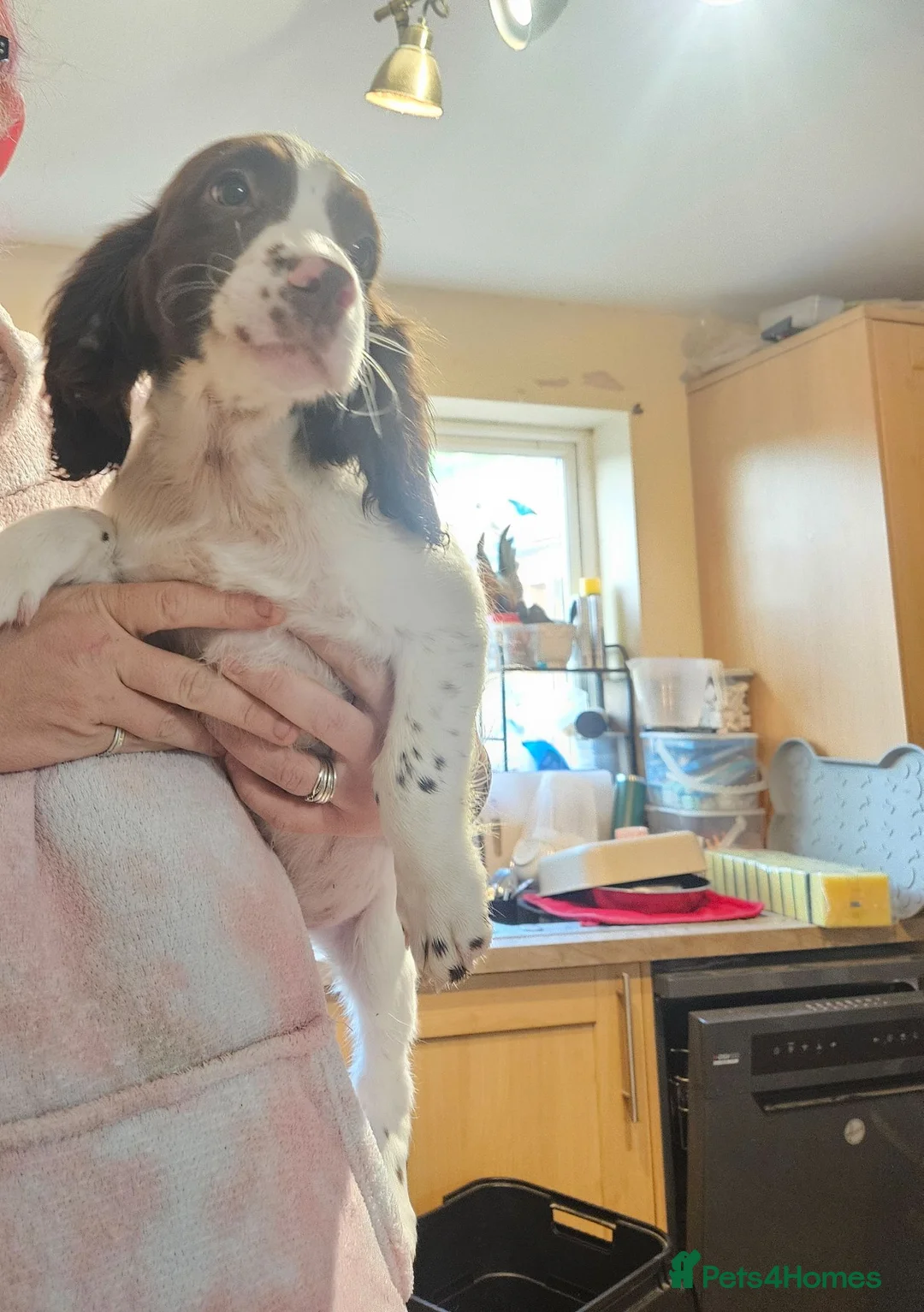 Sprocker dogs for sale: 7 stunning sprocker pups LAST BOY - Advert 1