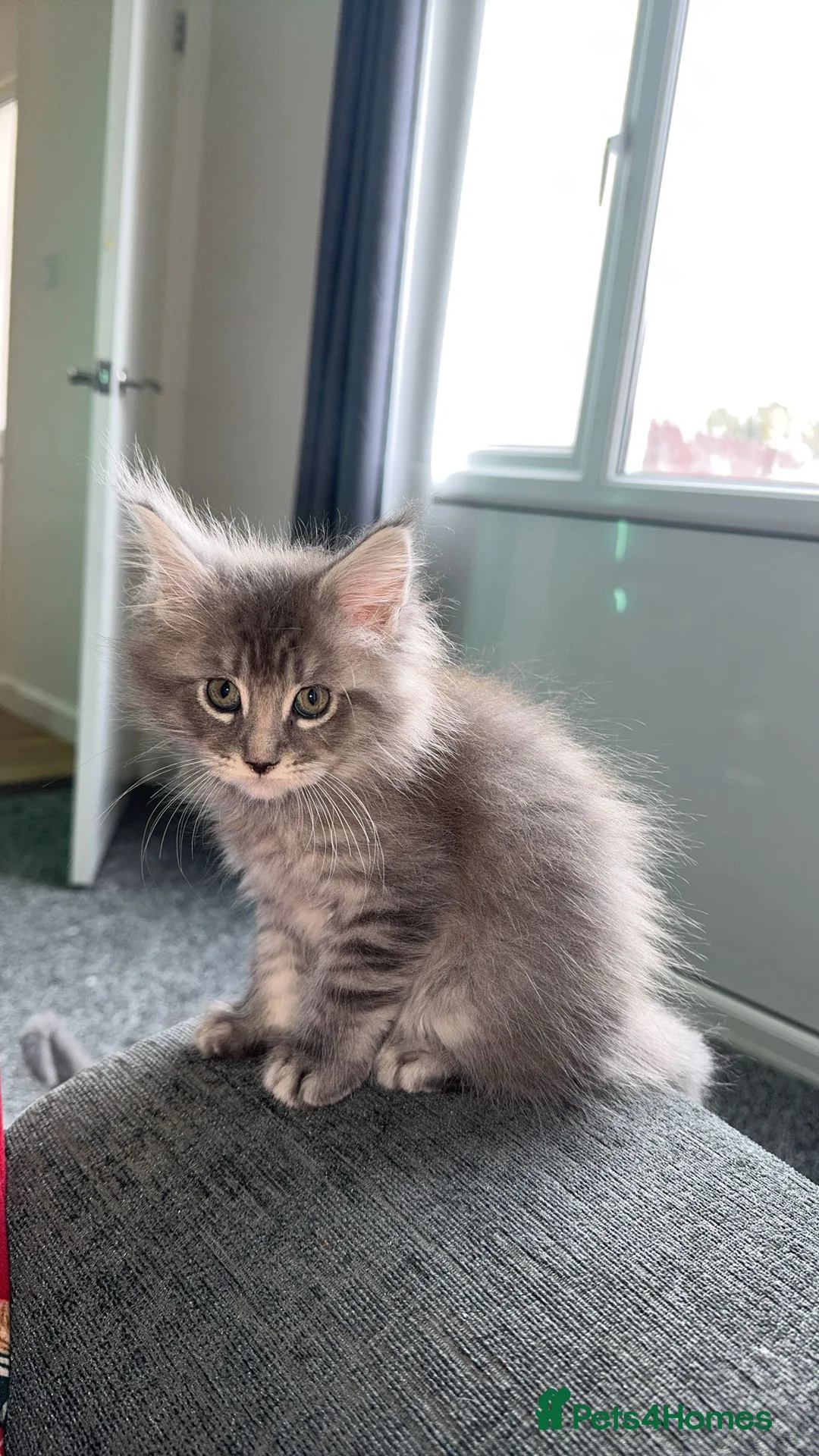 Maine Coon cats for sale: maine coon kittens  - Advert 3