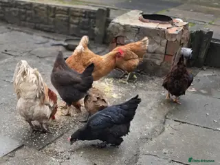 Chickens poultry Rooster and 6 hens for sale - Advert 1