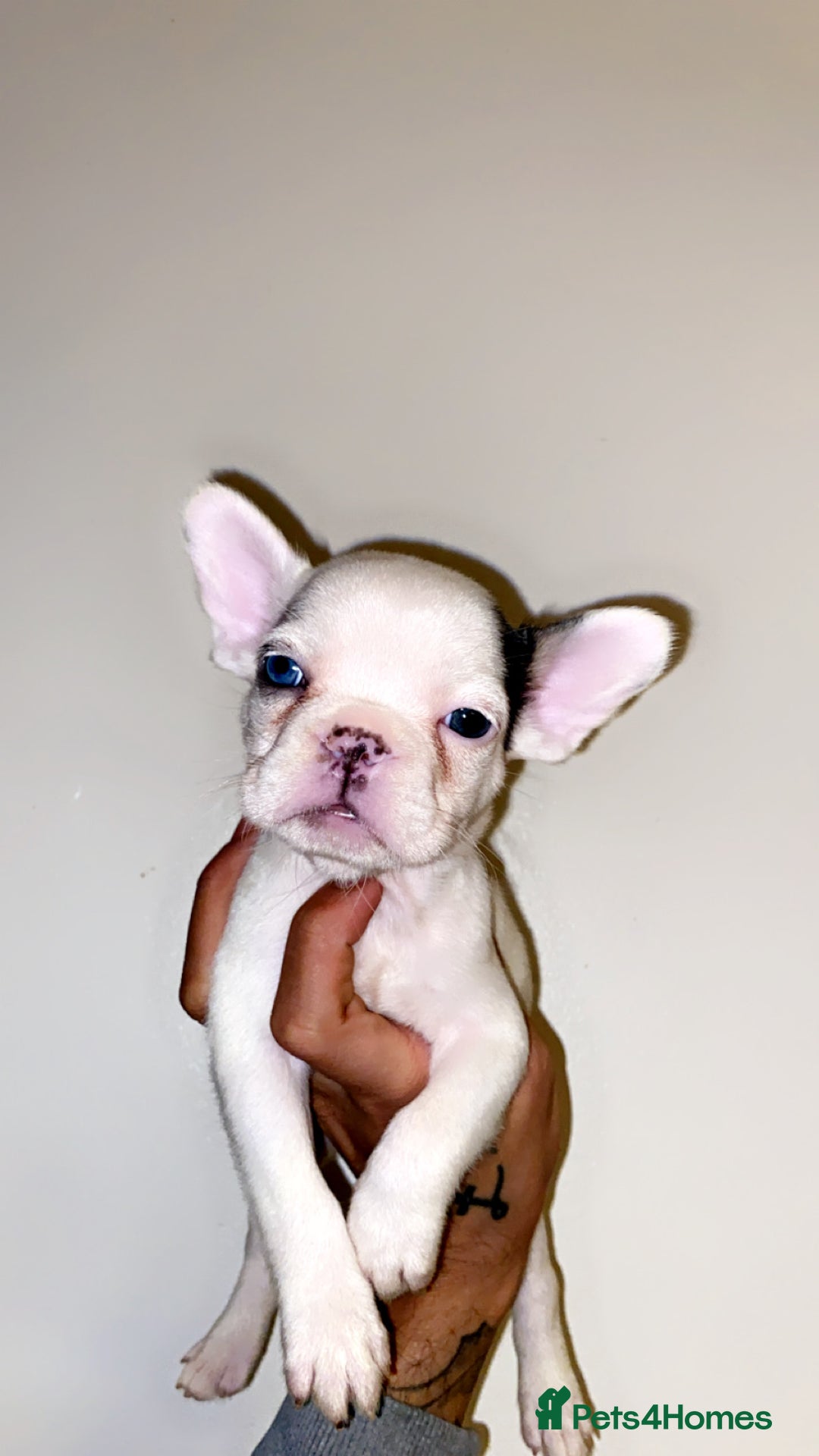 French Bulldog dogs for sale: True type frenchie puppies  - Advert 4
