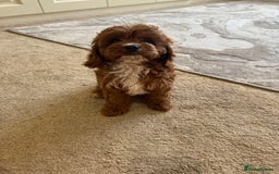 Cavapoo dogs for sale: !Ready now! F1 cavapoos kc reg parents - Image 8