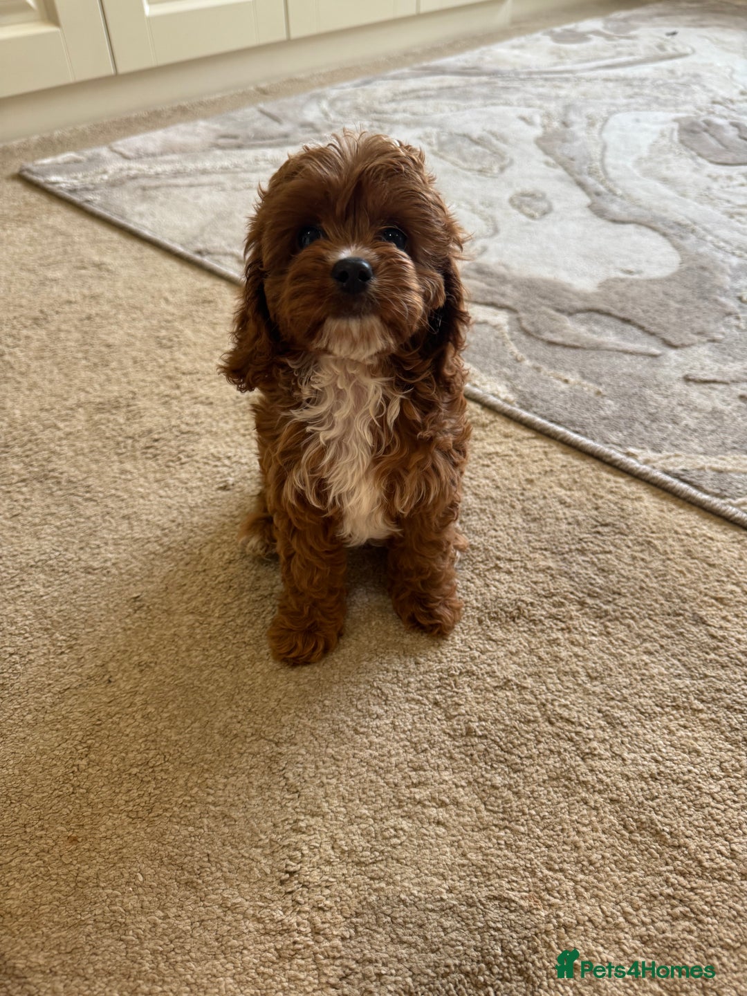 Cavapoo dogs for sale: !Ready now! F1 cavapoos kc reg parents - Image 8
