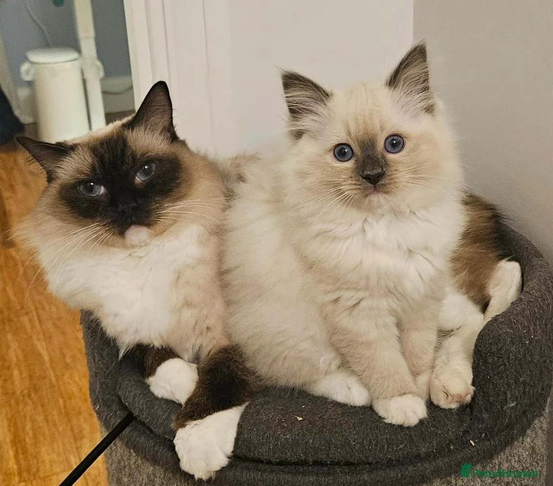 Ragdoll cats for sale: Stunning Ragdoll girl  - Advert 1
