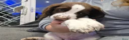 Sprocker dogs for sale: 3 BOYS READY FOR THERE FOREVER HOMES   - Advert 4