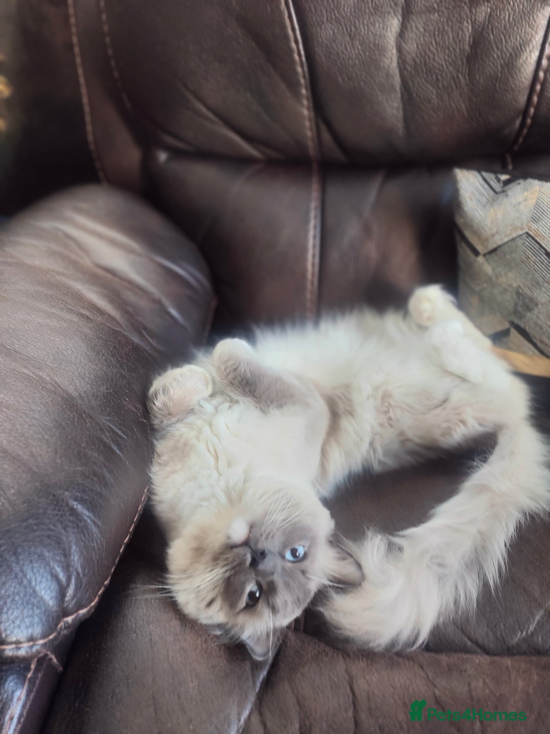 Ragdoll cats for stud: Rag doll stud  - Image 6