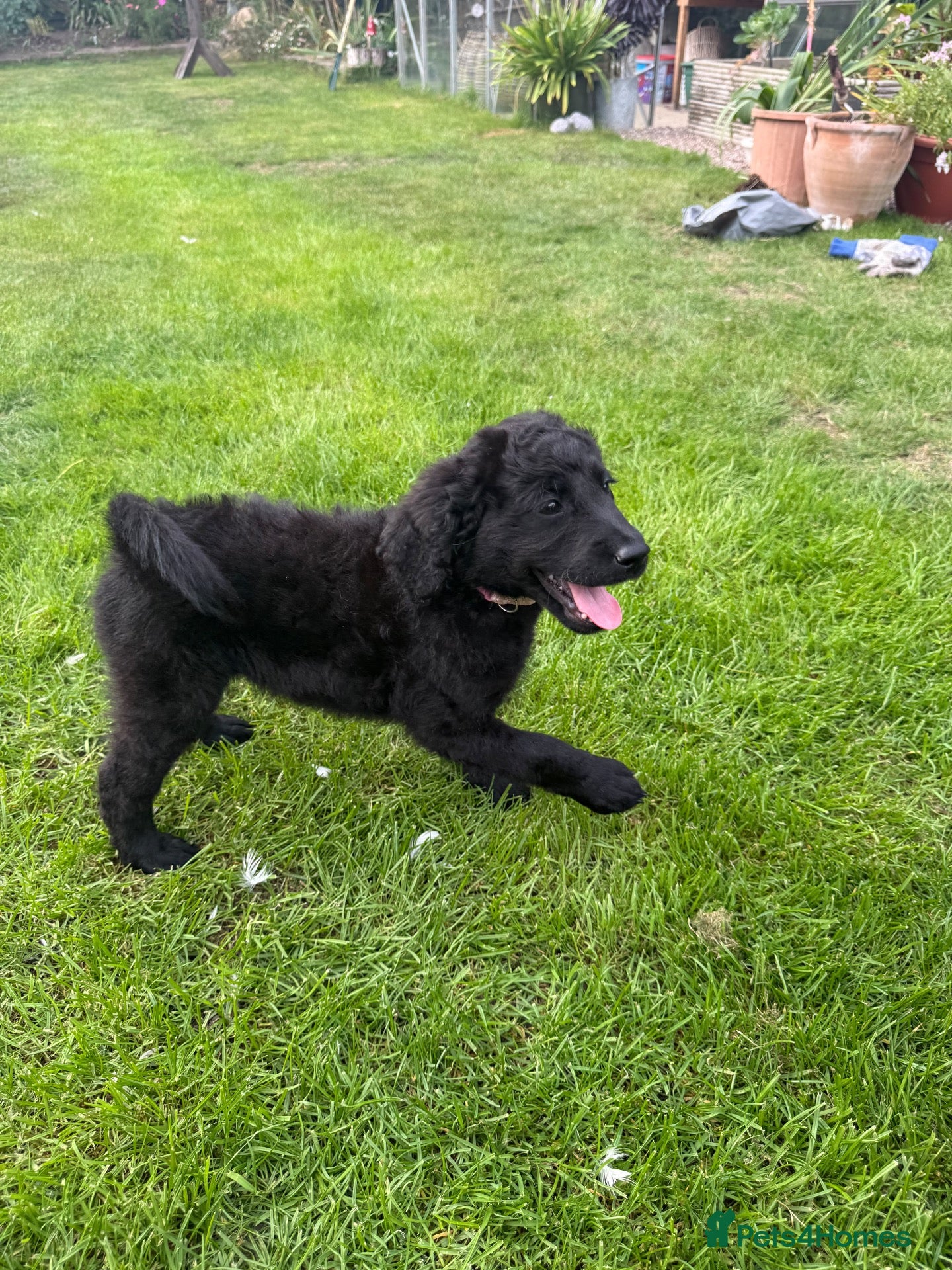 Labradoodle dogs 8 week labradoodle ready for her forever home - Advert 1