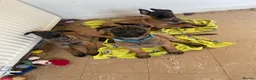 Belgian Shepherd Dog dogs for sale: Belgian Malinois pups ready to leave  - Advert 4