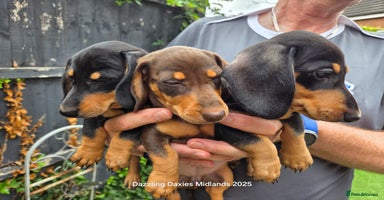 Miniature Dachshund dogs - Advert 11