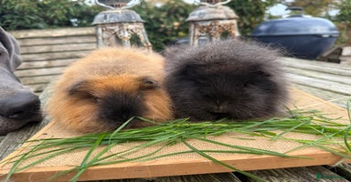 Guinea Pig rodents - Advert 3