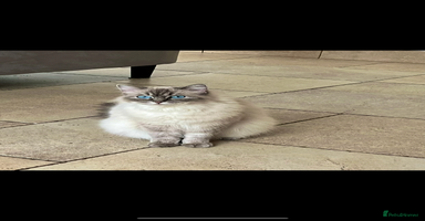 Ragdoll cats - Advert 13