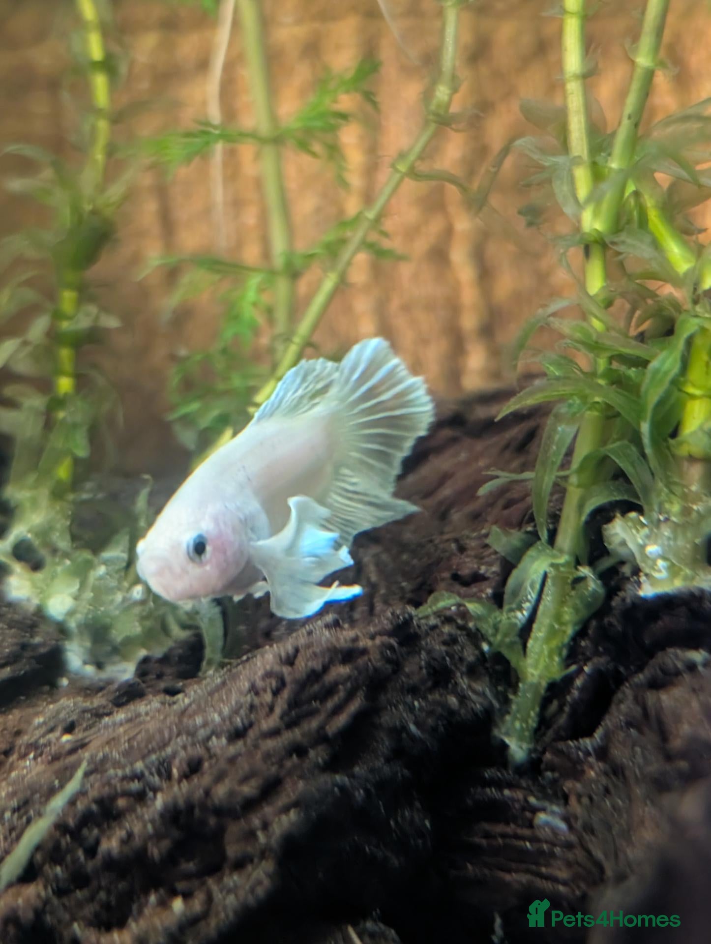 Bettas fish Female Dumbo fin Betta (White) - Advert 1
