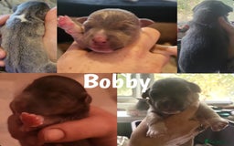 Jack Russell dogs for sale: miniature Jack Russell Puppies - Image 4