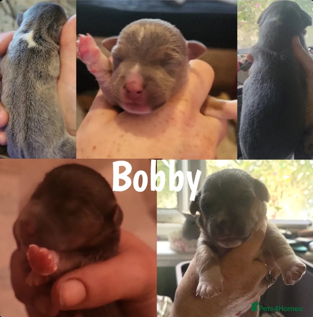 Jack Russell dogs for sale: miniature Jack Russell Puppies - Image 4