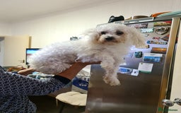 Bichon Frise dogs for sale: Very playful Bichon Frise Dog  - Image 2
