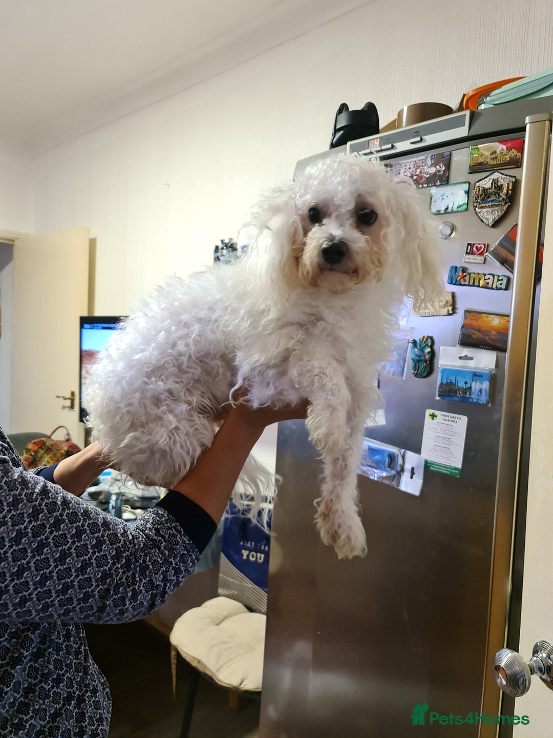 Bichon Frise dogs for sale: Very playful Bichon Frise Dog  - Image 2