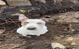 Mixed Breed dogs for sale: Australian cattle dog x whippet  - Advert 2