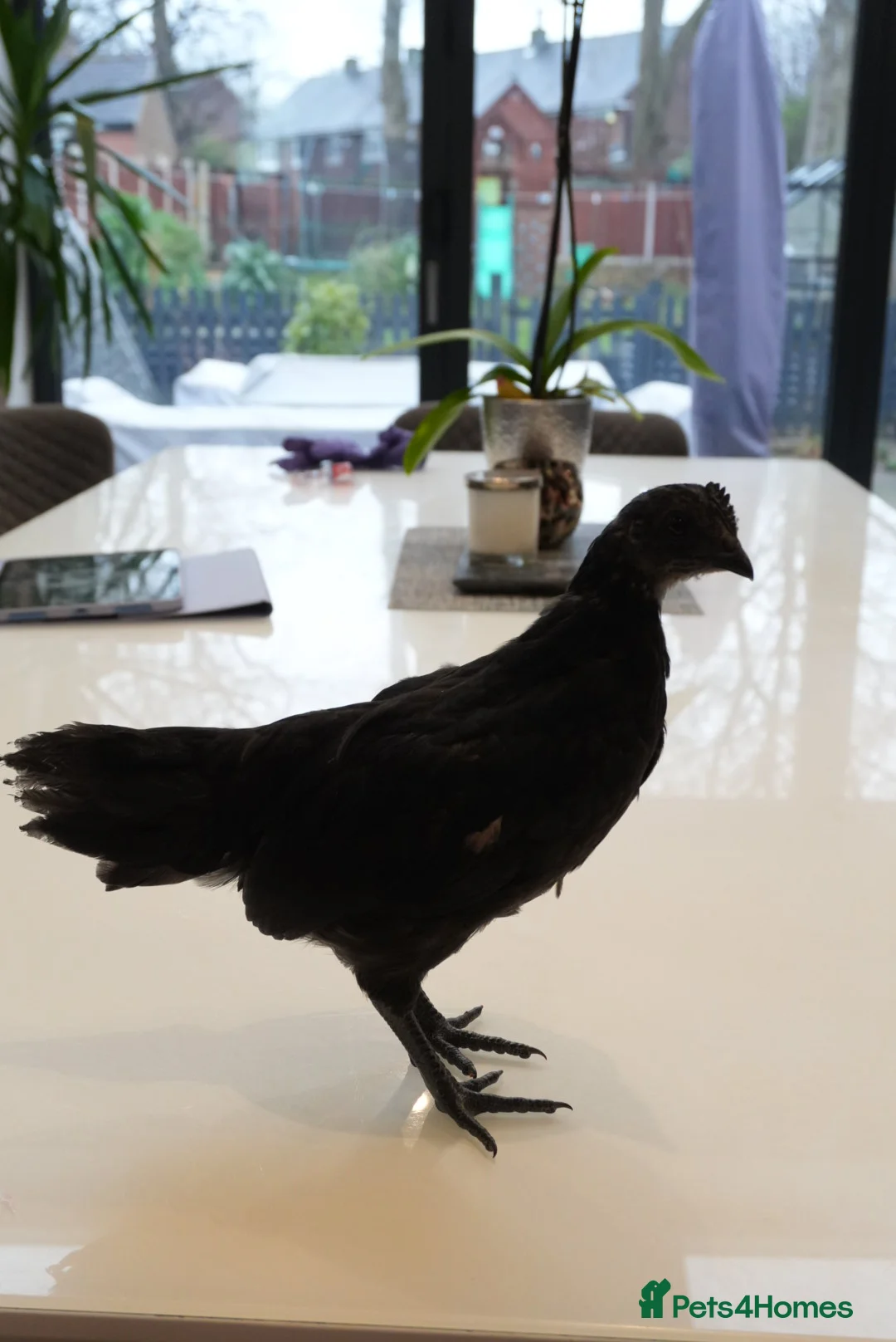 Chickens poultry for sale: Ayam Cemani in Salford - Advert 4