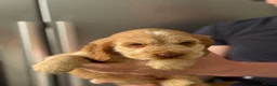 Cocker Spaniel dogs for sale: Show cocker spaniels - Advert 13