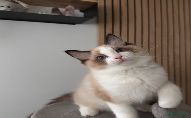 Ragdoll cats - Advert 2