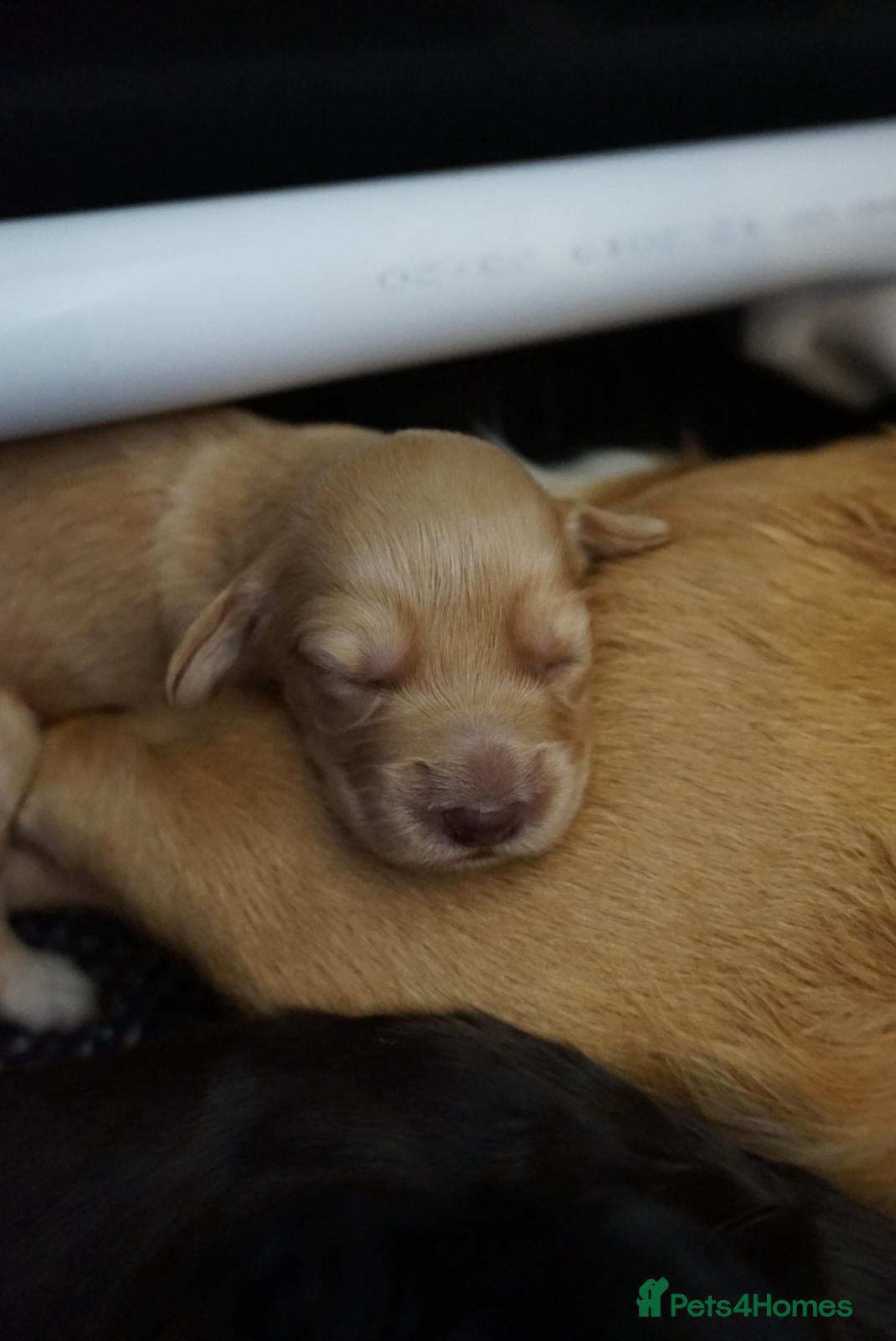 Cocker Spaniel Puppy 1