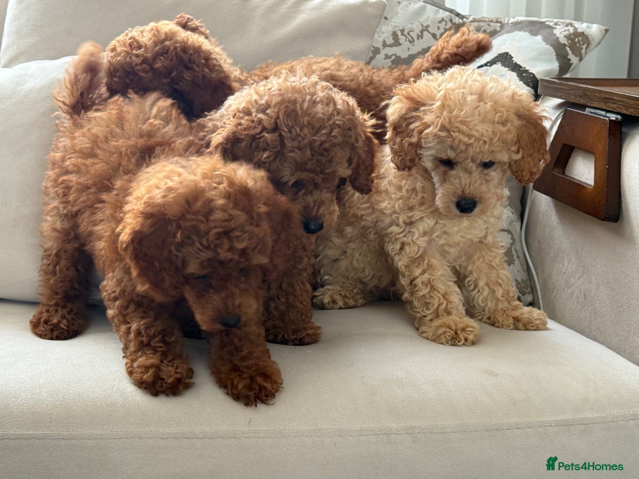 Toy Poodle dogs 4 KC REGISTER ADORABLE TOY POODLES - Advert 2