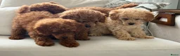 Toy Poodle dogs for sale: Last girl KC Register Toilet Trained Toy poodle - Advert 5