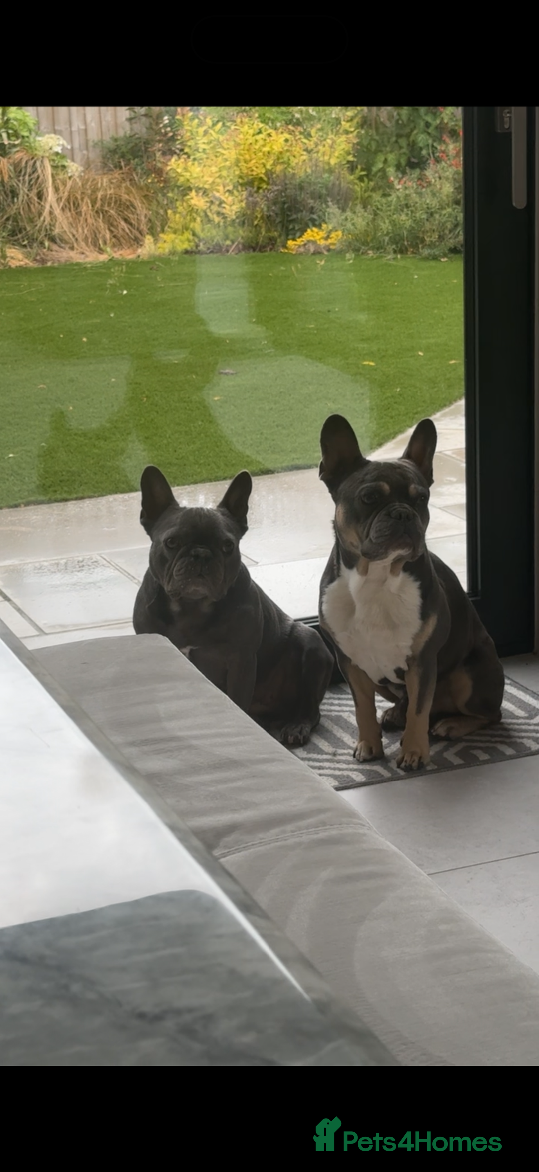 French Bulldog dogs for sale: Pablo, 6 and Hugo, 5  - Advert 5