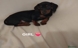Dachshund dogs for sale: Pedigree miniature dachshunds - Image 15