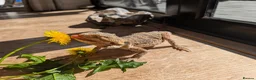 Bearded Dragon reptiles for sale: Bearded dragon - 1 year old - Advert 1