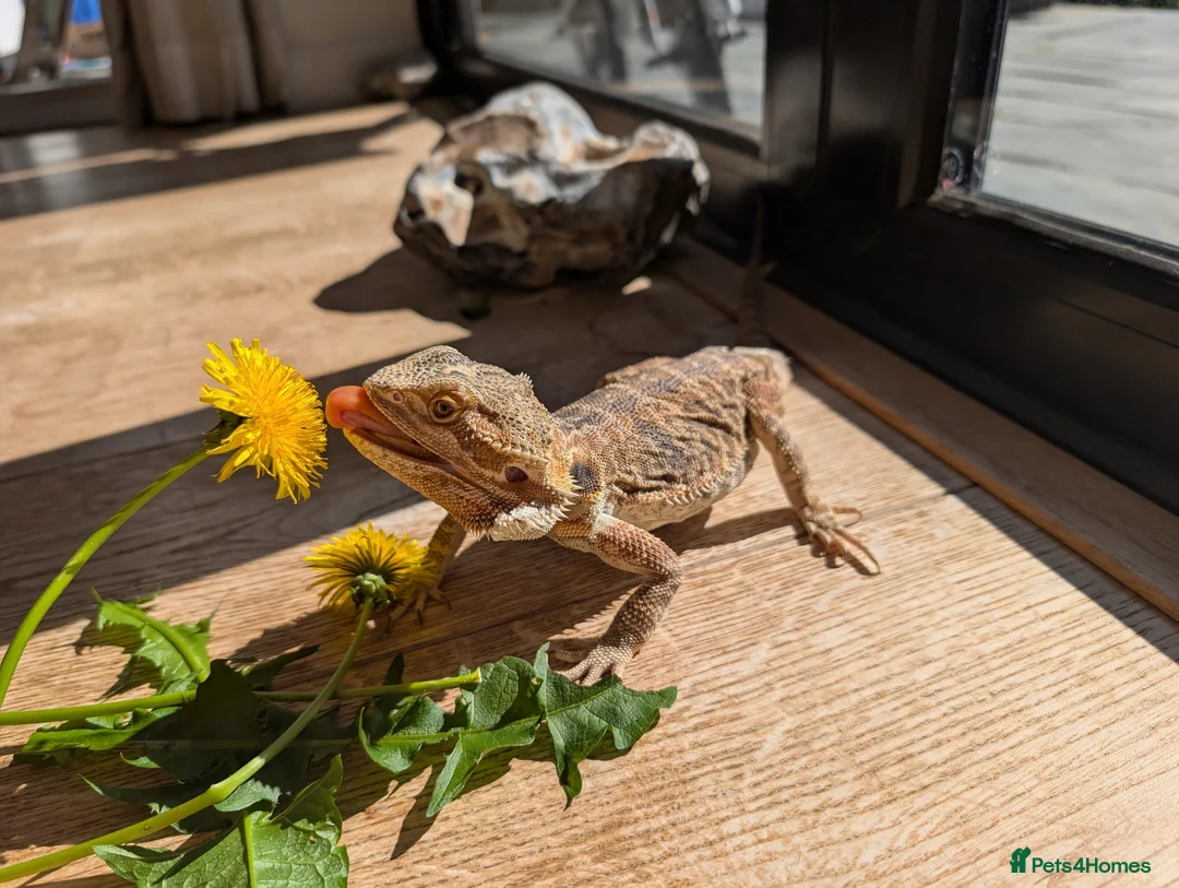 Bearded Dragon reptiles for sale: Bearded dragon - 1 year old - Advert 1