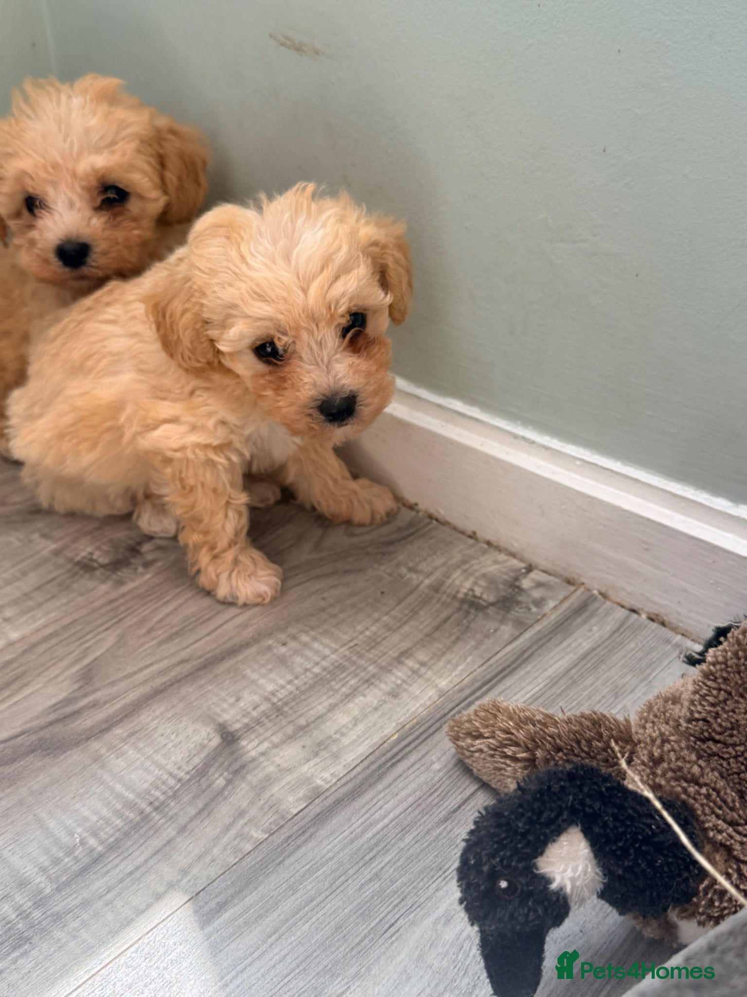 Maltipoo dogs Miniature Maltipoo last one available boy - Advert 1