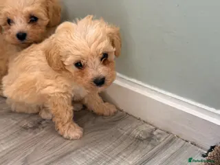 Maltipoo dogs Miniature Maltipoo last one available boy - Advert 1