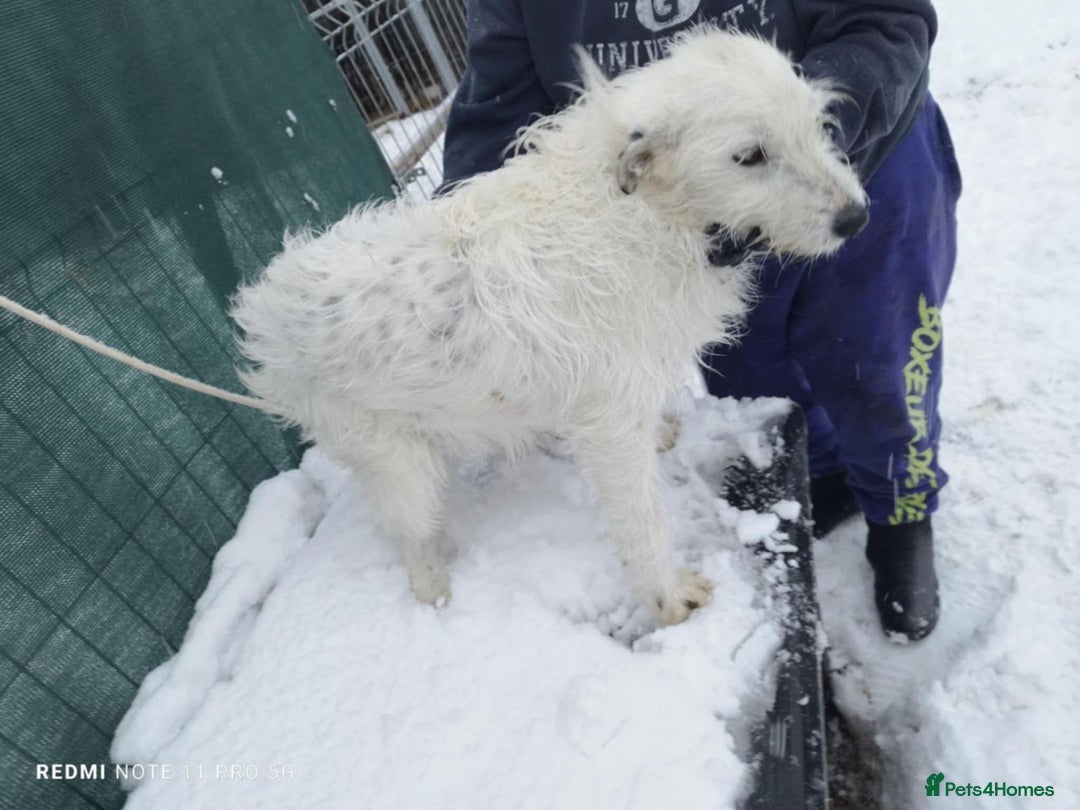 Mixed Breed dogs for adoption: ADRIAN 🤍 a Scruffy, Gentle Soul for a Loving Home - Advert 2