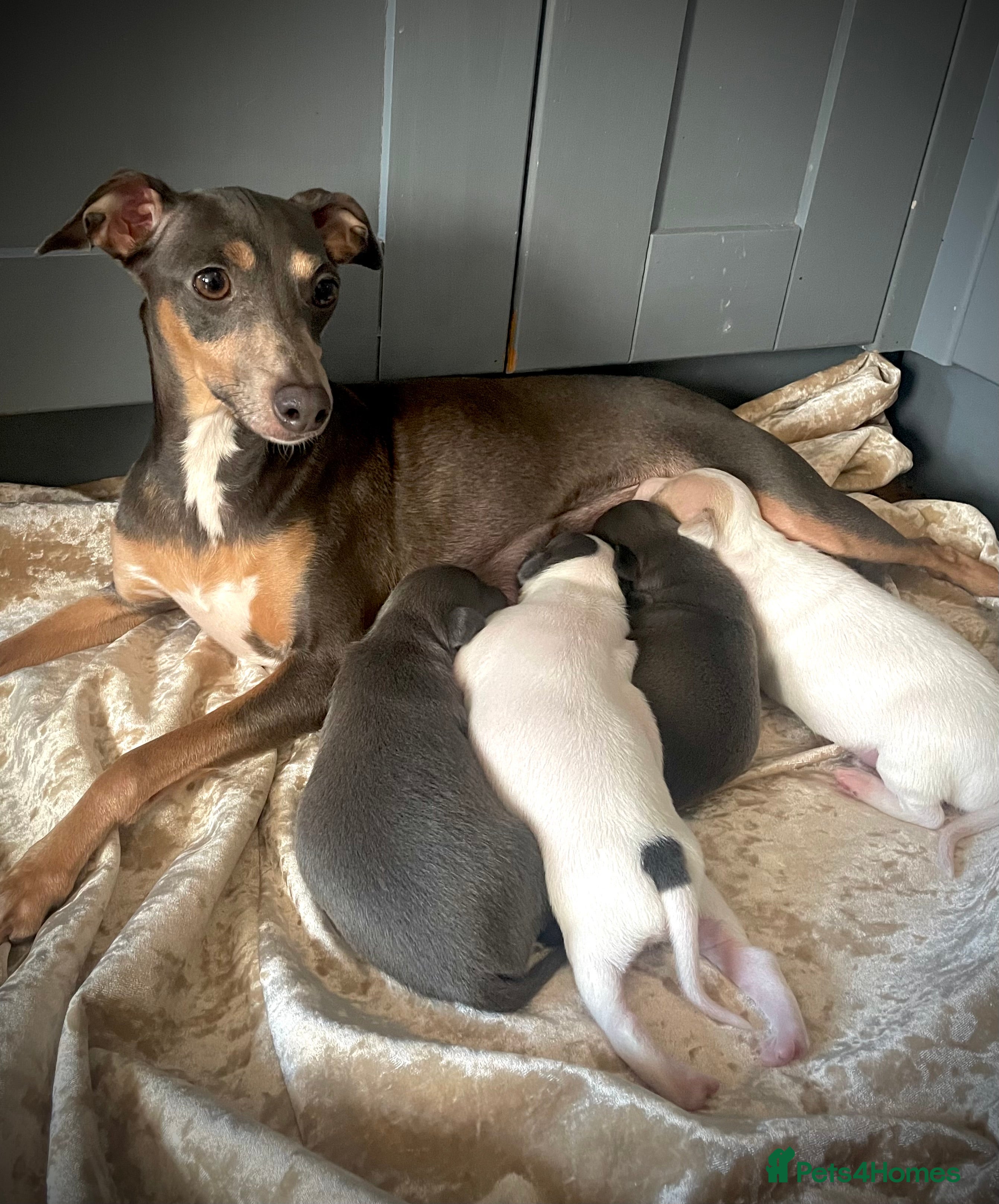 Italian Greyhound dogs Italian greyhound males only - Advert 4