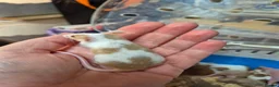 Mouse rodents for sale: Fancey Male and female mice - Advert 2