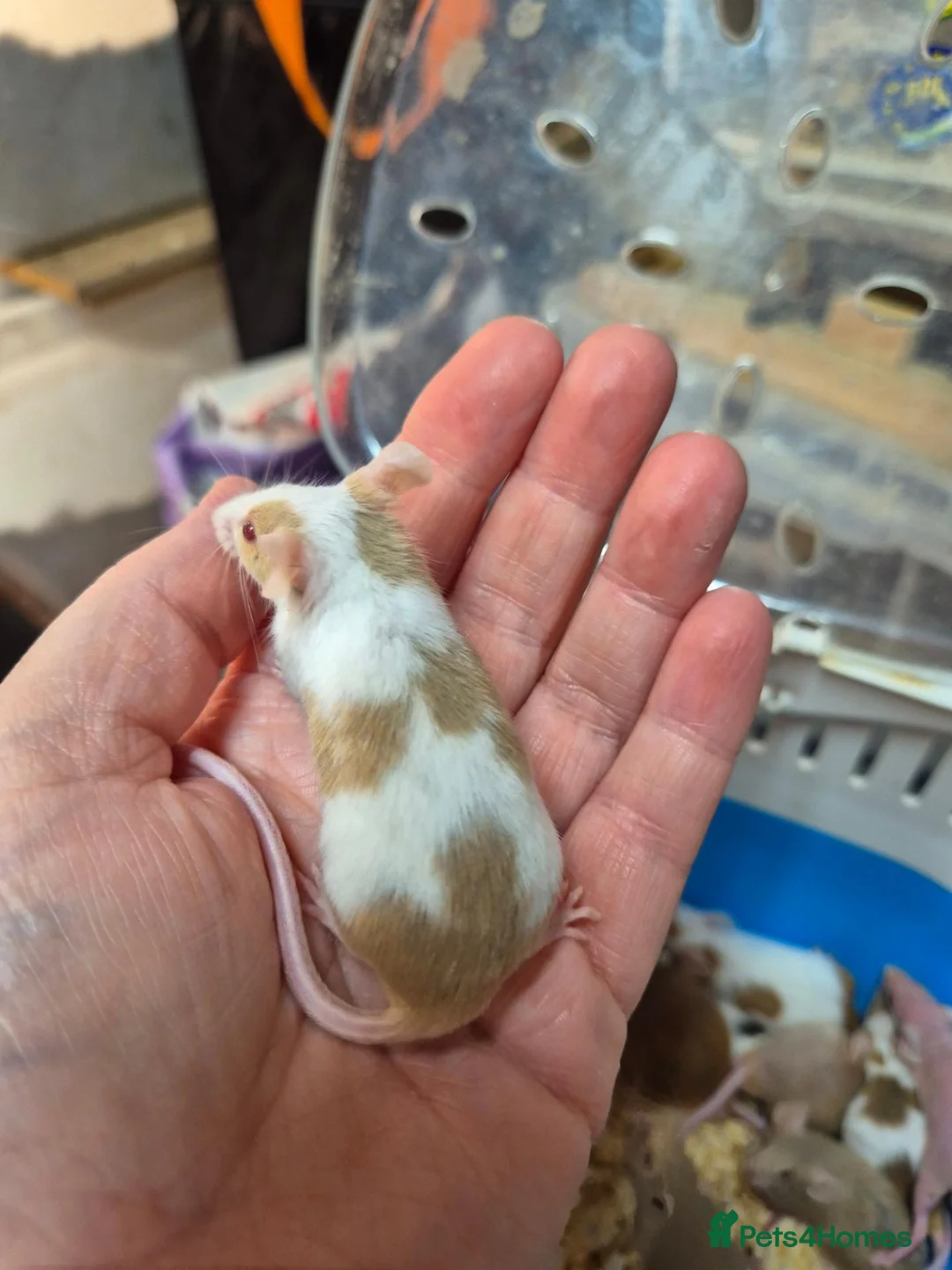 Mouse rodents for sale: Fancey Male and female mice - Advert 2