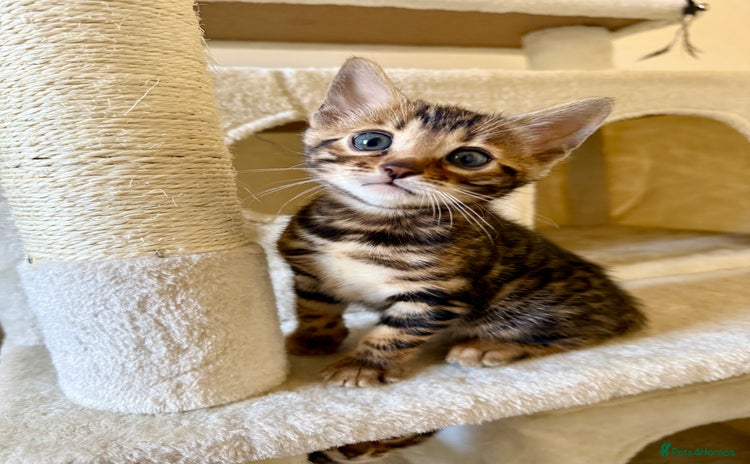 Bengal cats Bengal kittens  - Advert 4