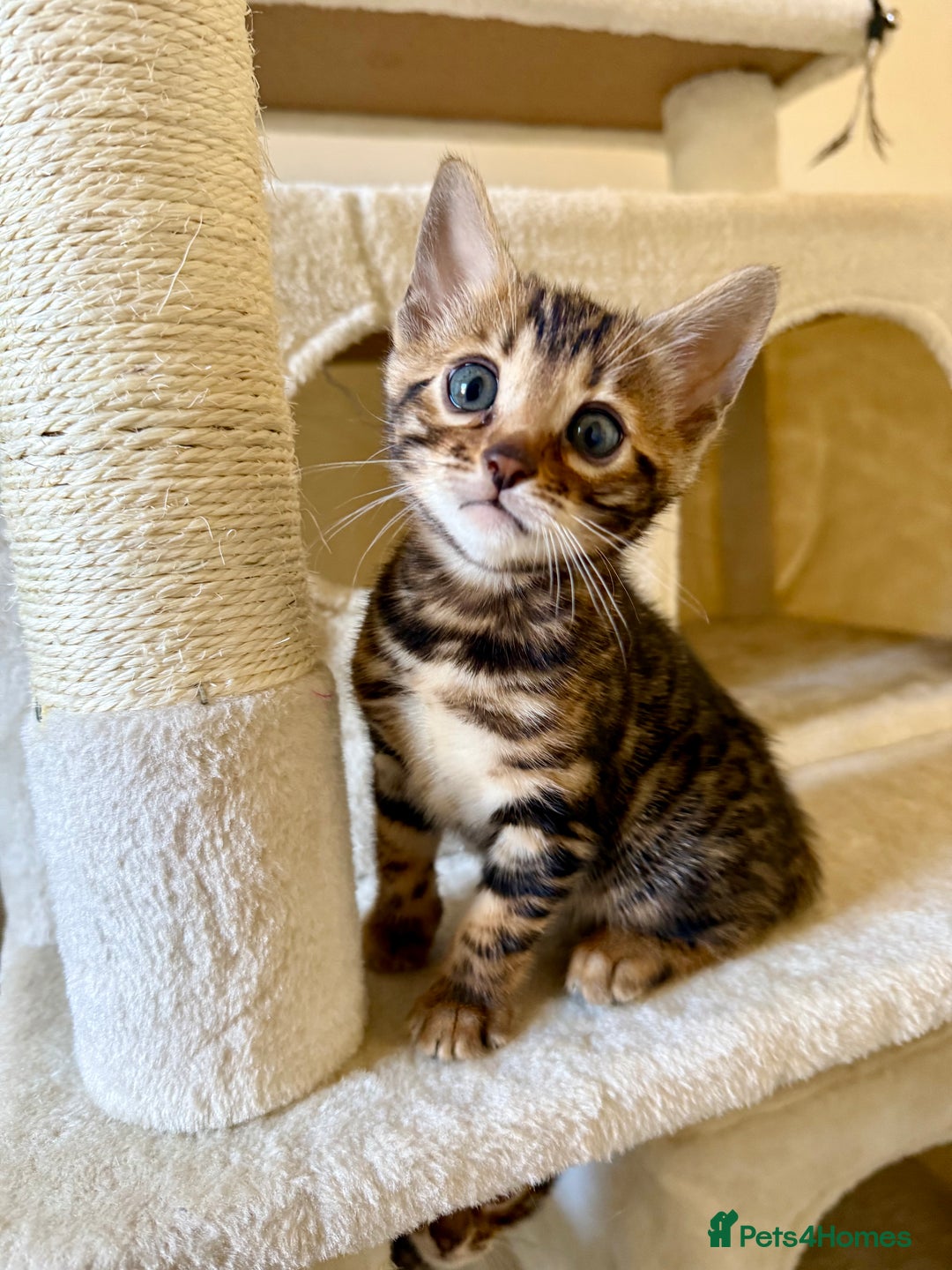 Bengal cats for sale: Bengal kittens  - Image 6