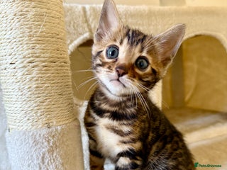 Bengal cats Bengal kittens - Advert 5