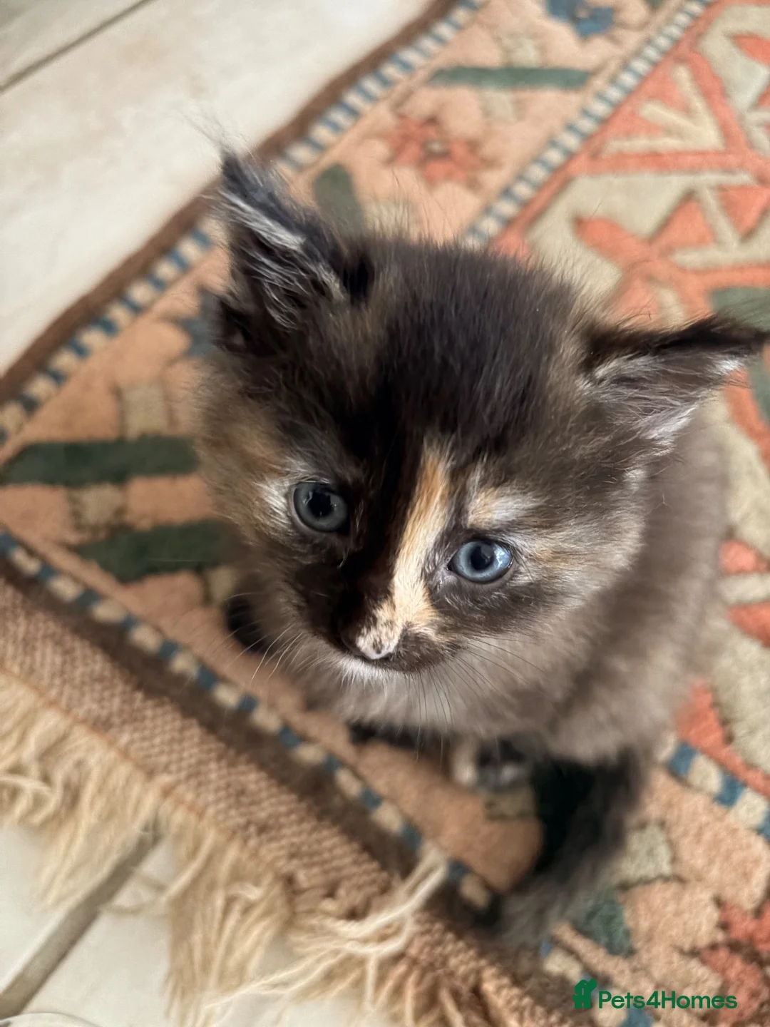 Mixed Breed cats for sale: Gorgeous fluffy kittens - Advert 2