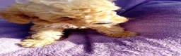 Cockapoo dogs for sale: 5 Cockapoo ready now liensed breeder  - Advert 14