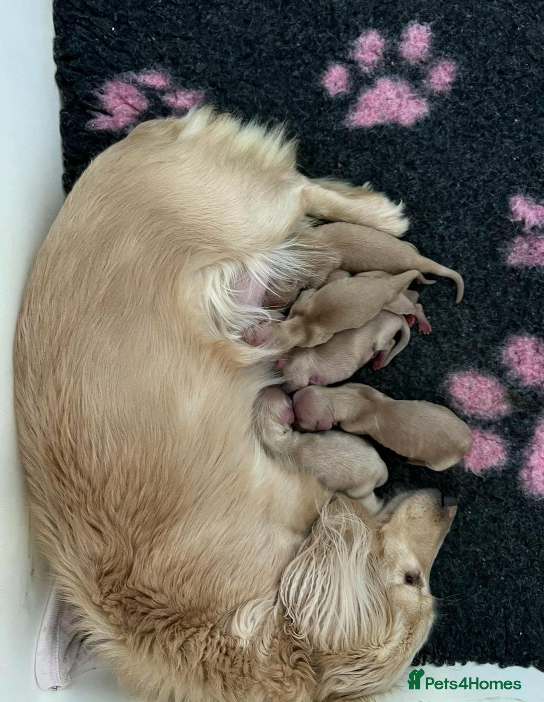 Miniature Dachshund dogs for sale: Pure cream longhaired miniature dachshund  - Advert 2