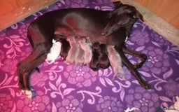 Whippet dogs for stud: Striking Blue Whippet for Stud in Banbury - Image 16