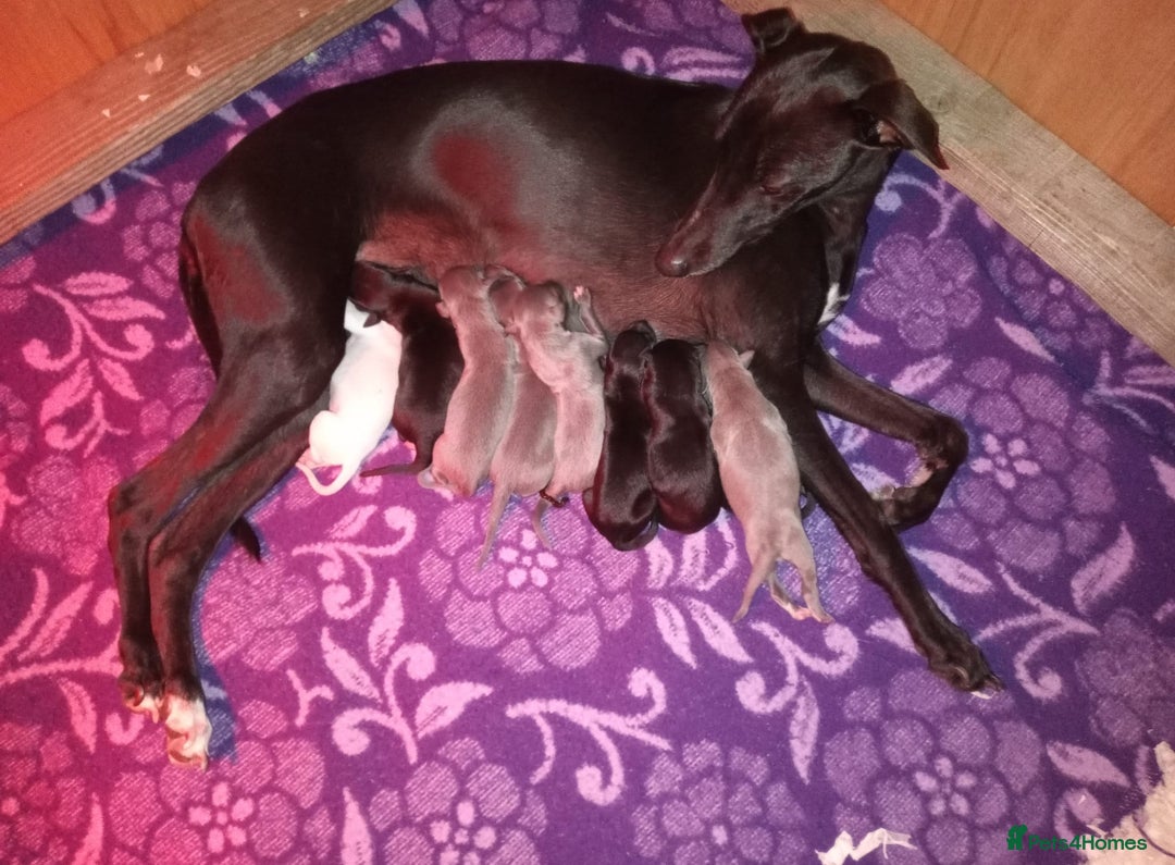 Whippet dogs for stud: Striking Blue Whippet for Stud in Banbury - Image 16
