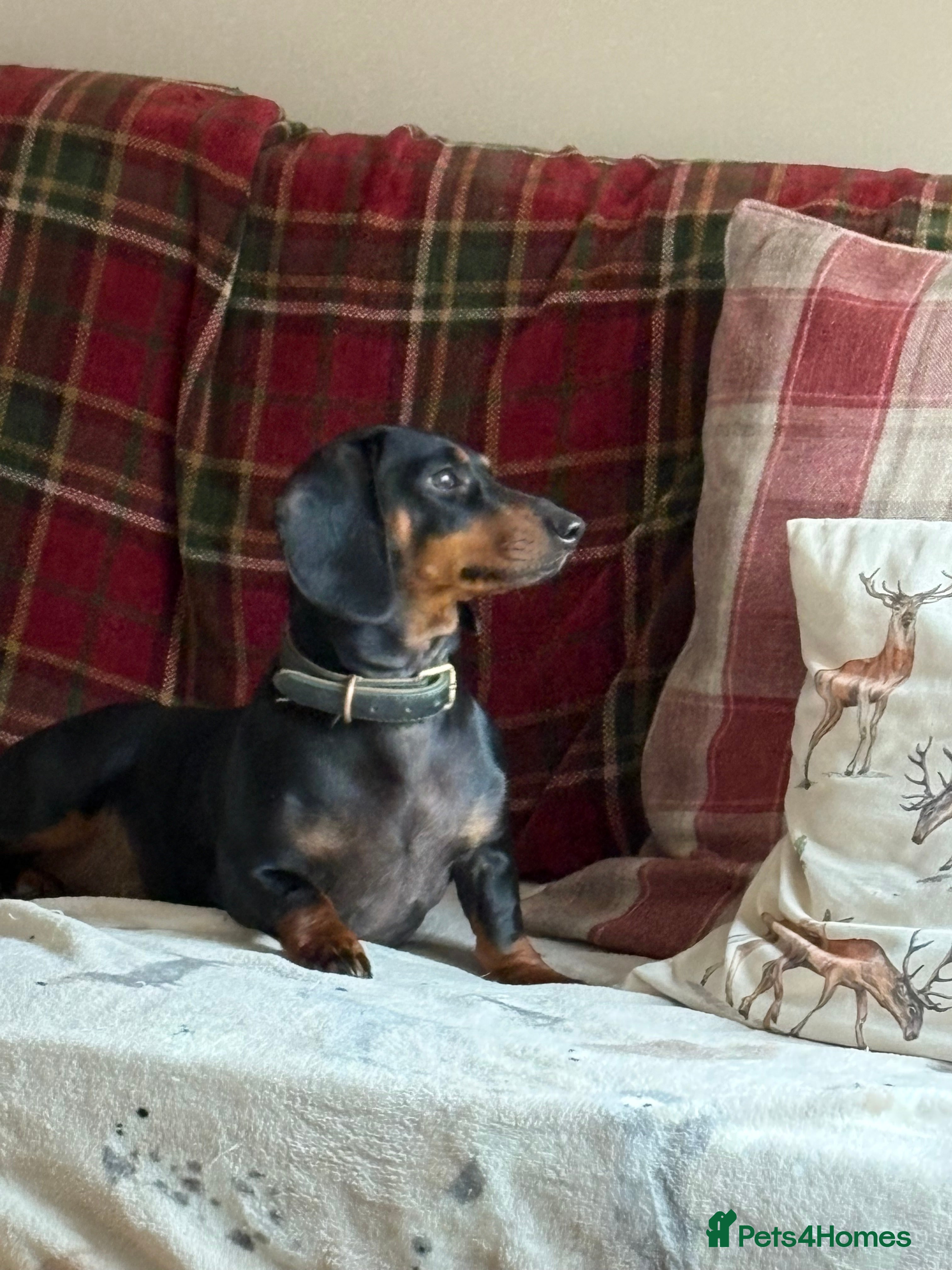 Dachshund dogs Standard dachshund puppies  - Advert 5