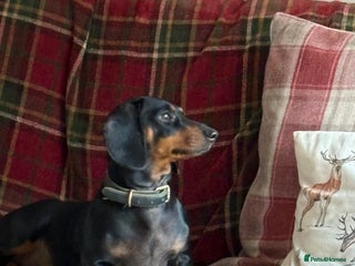 Dachshund dogs Standard dachshund puppies - Advert 2