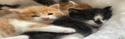 Mixed Breed cats for sale: 4 playful kittens ready to find their forever home - Advert 32